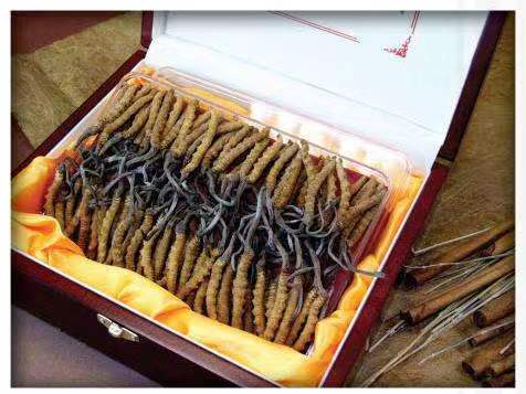 威县冬虫夏草回收